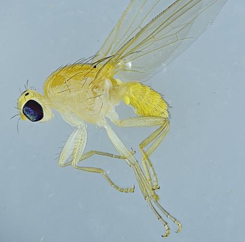 Réf. 322 992 : Chyromya sp.
